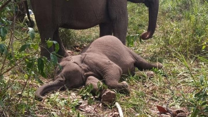 Gajah Tari Mati Dengan Perut Gembung di Tesso Nilo, Penyebab Kematian Masih Diselidiki
