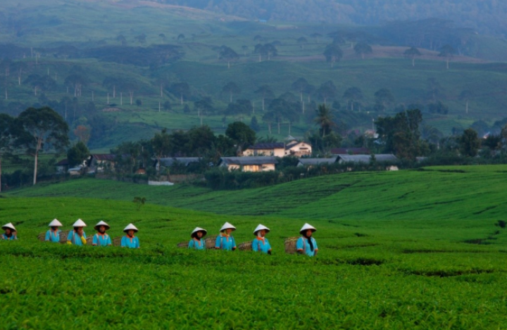 PTPN I, Subholding Holding Perkebunan Nusantara, Perkuat Peran dalam Program 8+4+5