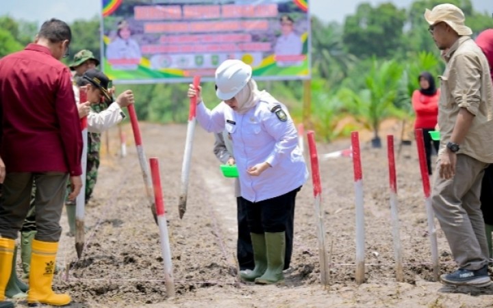 Penanaman Kelapa Sawit, Bupati Kasmarni : Harus Jadi Contoh.