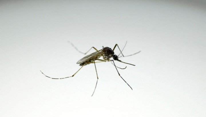 Brasil Bangun 'Pabrik Nyamuk', Produksi Ratusan Juta Wolbachia demi Cegah DBD
