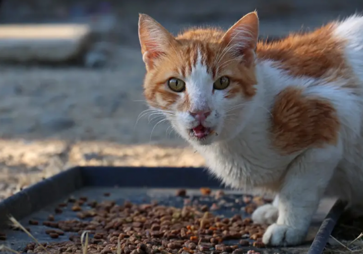 Siprus Berjuang untuk Mengurangi Populasi Kucing Liar 