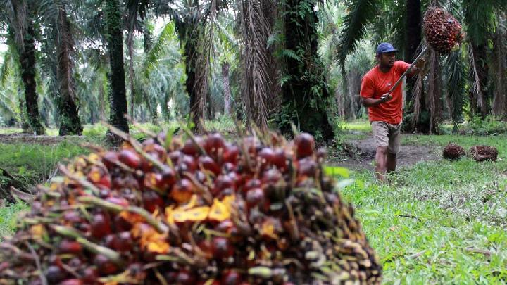 Perlunya Usulan Pembentukan Badan Sawit Nasional