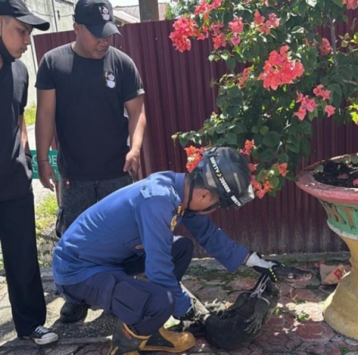 Damkar Bengkalis Bergerak Cepat Tangkap Biawak Melalui Tanggap Laporan 112