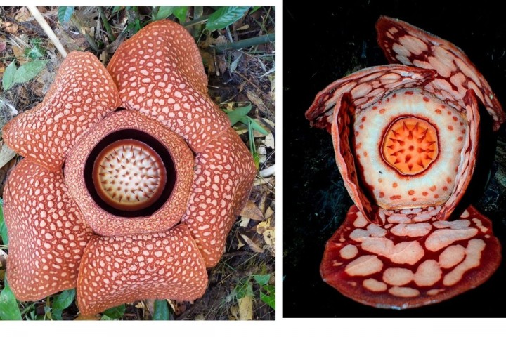 Anies Baswedan Respon Penemuan Rafflesia Hasseltii, Sentil Universitas Oxford: Ilmuwan Lokal Bukan NPC!