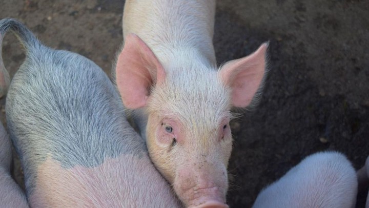 Status Peringatan Nasional Dikeluarkan Akibat Demam Babi Afrika Mewabah di Korsel