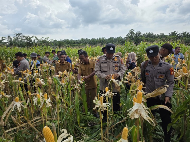 Dukung Program Presiden, Polsek Sungai Apit Bersama Petani Gelar Panen Raya Jagung di Teluk Mesjid