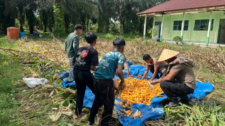 Polres Siak Genjot Ketahanan Pangan, Panen Raya Jagung Kuartal IV Digelar di Ponpes Ittihadul Muslimin