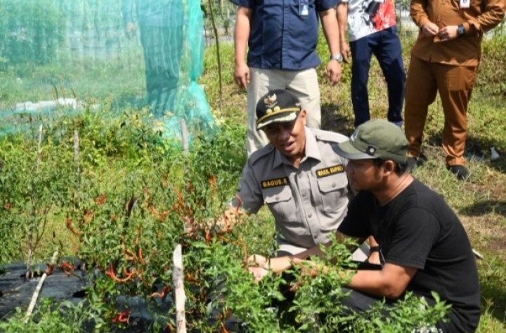 Wabup Bagus Santoso Tinjau Potensi Pertanian di Bantan
