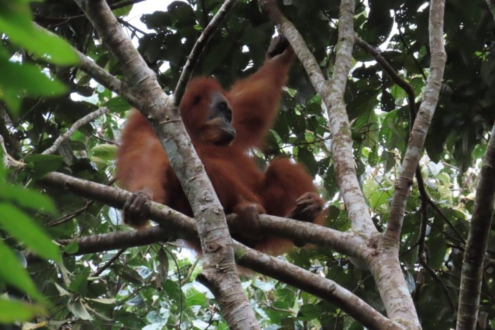 Nasib Orang Utan Tapanuli yang Terancam Punah usai Terdampak Bencana Banjir Bandang 