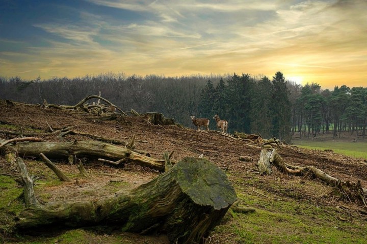 Segini Upaya Pemerintah Sikapi Perusahaan Biang Kerok Banjir Sumatera