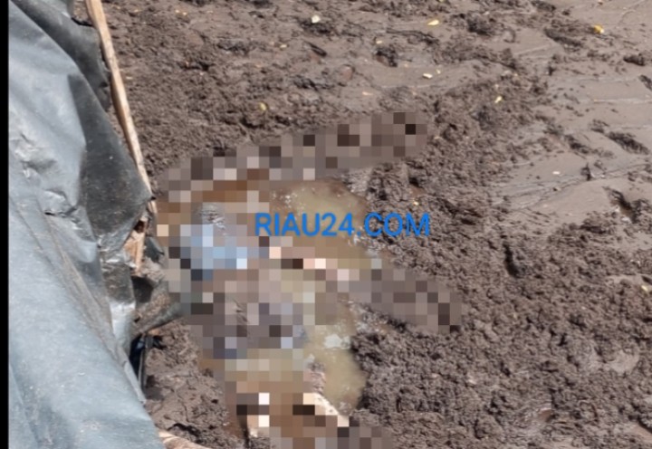 Hendak Melihat Jaring Pekap di Pinggir Laut Mesim Rupat, Wak Ambon Ditemukan Meninggal Dunia