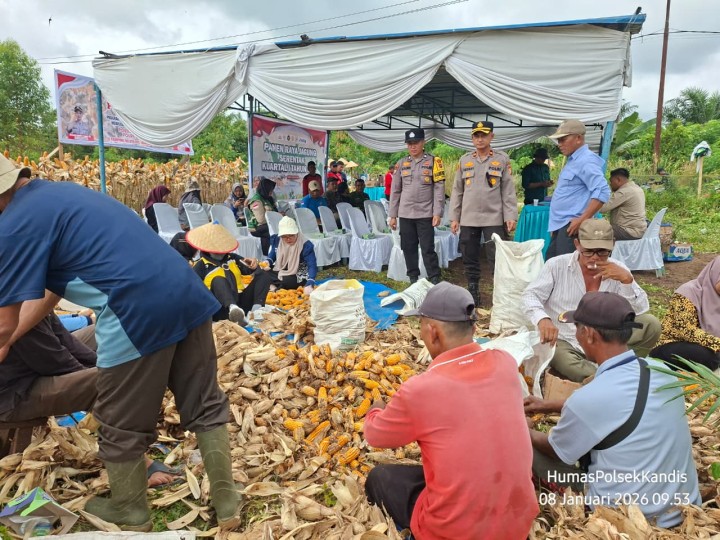 Sinergi Polri dan Petani, Polsek Kandis Panen 2 Ton Jagung di Kampung Belutu
