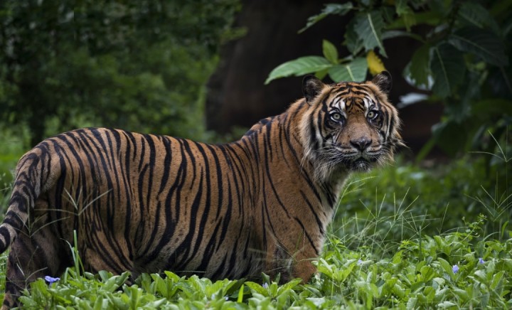 Dikira Sapi, Ternyata Harimau, Pemuda Sungai Apit Nyaris Meregang Nyawa