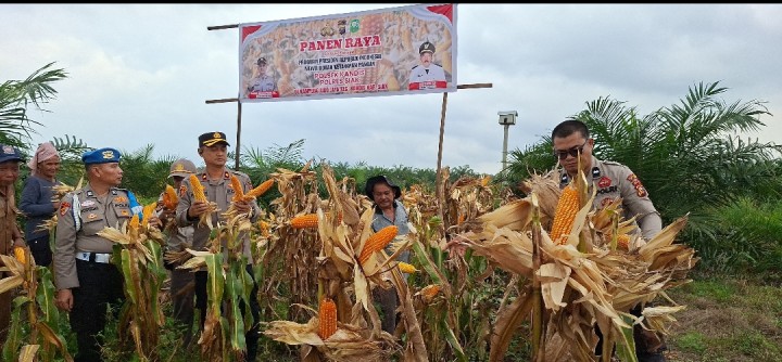 Polsek Kandis Panen Raya Jagung, Dorong Ketahanan Pangan dan Kesejahteraan Petani