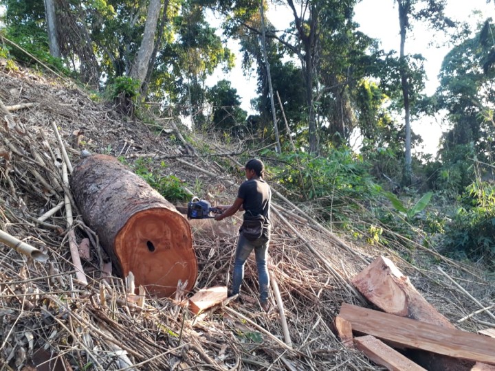 Ilustrasi pembalakan liar. Sumber: Internet