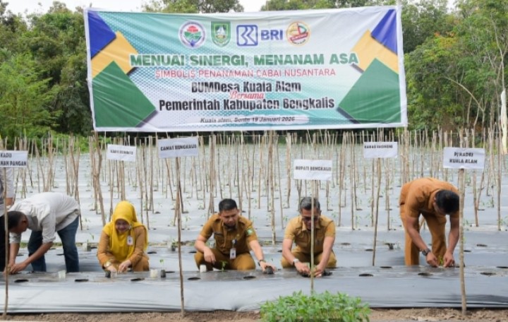 Dukung Swasembada Pangan, Bupati Bengkalis Tanam Cabai Nusantara