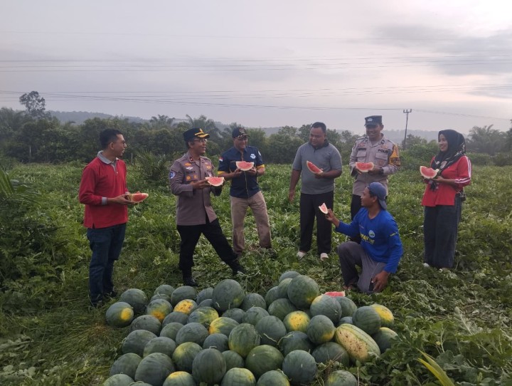 Kapolsek Tualang Panen Semangka Program KETAPANG Bersama Penghulu Perawang Barat