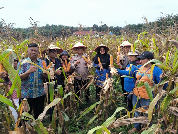 Polsek Kerinci Kanan Panen Raya Jagung di Bukit Agung, Dukung Swasembada Pangan Nasional