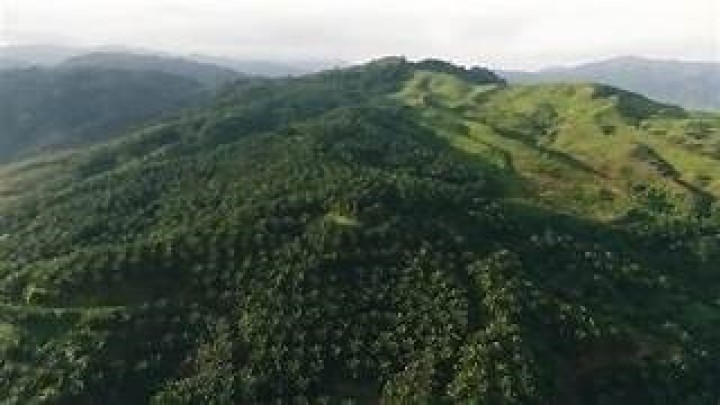 Jejak 1 Abad Kebun Batangtoru dan Sejarah Warga Tapanuli Selatan