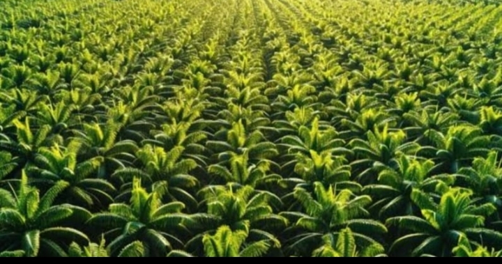 Pihak Keamanan Turun Langsung Jaga Kamtibmas Saat Konflik Penyitaan KSO Oleh Tim PKH