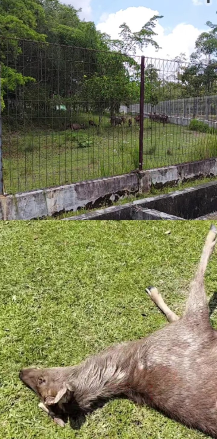 Satu Rusa Hilang Diduga Dimutilasi, Satu Lagi Mati di Penangkaran
