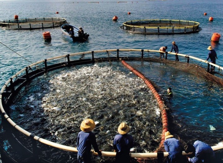 Ilustrasi sektor perikanan. Sumber: Internet