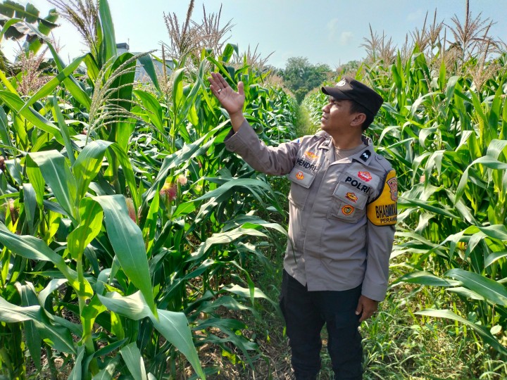 Polisi Dukung Ketahanan Pangan, Jagung di Ponpes Tumbuh Subur