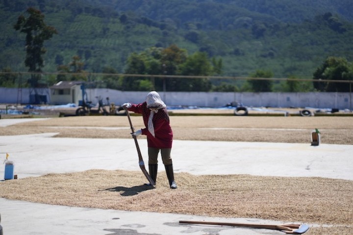 Tunda Panen Demi Mutu, Bisnis Kopi PTPN IV Tetap Raup Laba pada Awal 2026