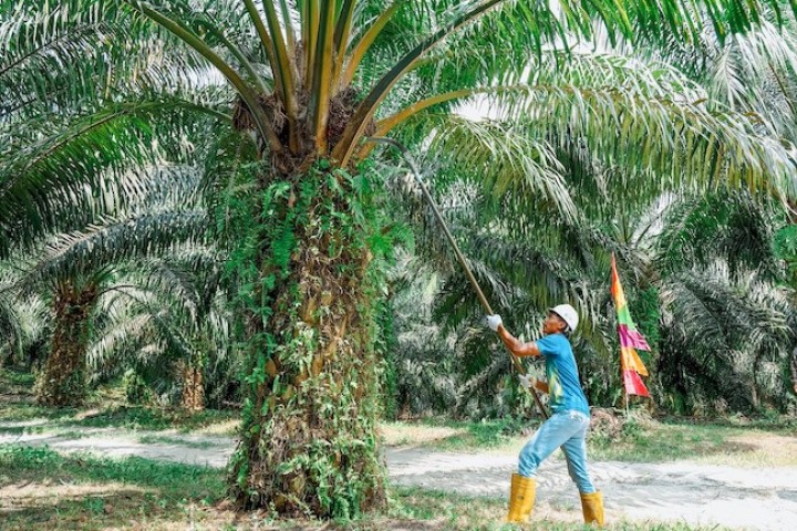 Pasca Penuhi Kewajiban 20 Persen, PTPN IV PalmCo Komitmen Perkuat Kemitraan Inklusif di Rohul