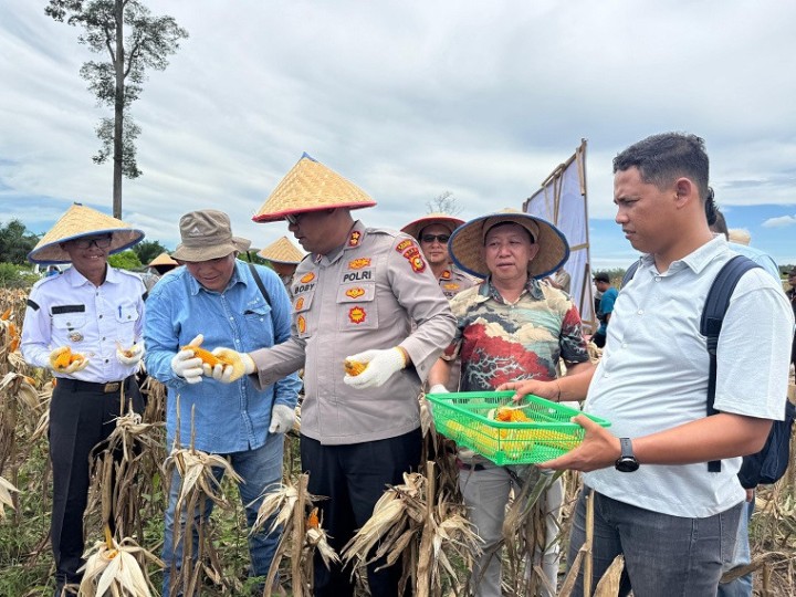 Panen Raya Jagung 2026, Kolaborasi Multi Pihak Wujudkan Kemandirian Pangan Berkelanjutan