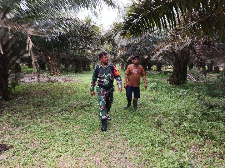 Babinsa Koramil 01/Siak Patroli Karhutla di Sawit Permai, Nihil Titik Api 