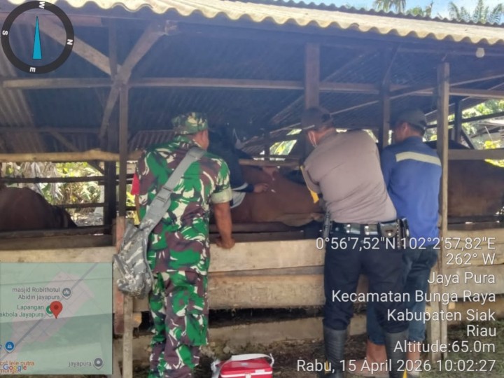 Babinsa Koramil 06/PWK Sabak Auh Dukung Pembentukan Tim URC PMK, Perkuat Pengendalian Penyakit Ternak di Bungaraya