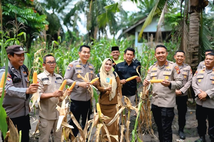 Polres Siak Dampingi Petani, Panen Jagung Jadi Bukti Dukungan Nyata