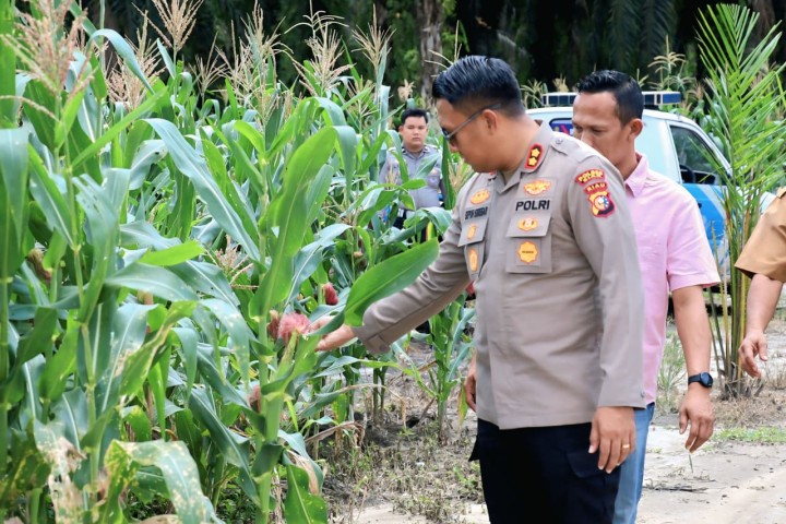 Tinjau Lahan Jagung PIONER di Kandis, Kapolres Siak Dorong Kemandirian Pangan