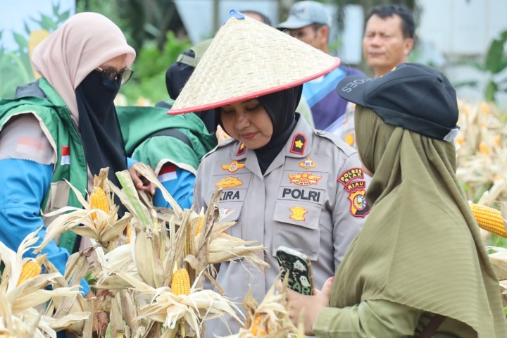 Kompol Akira Ceria Tinjau Kebun Jagung, Bukti Kepedulian Polri kepada Petani