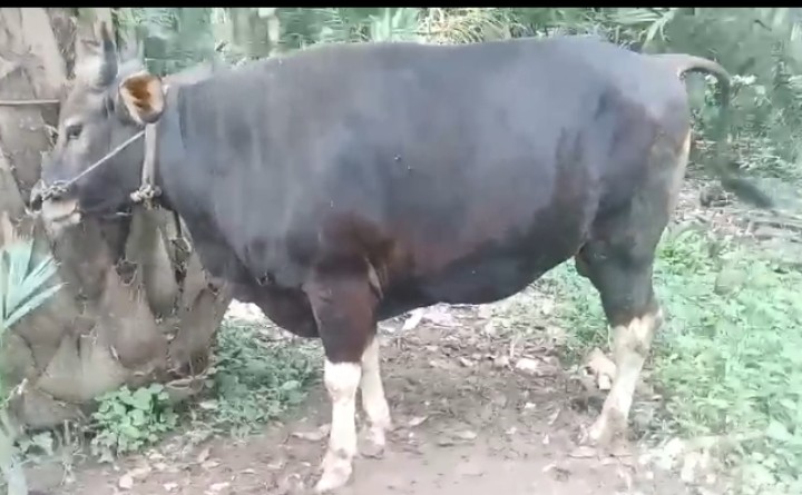Sapi Kurban Ketum Golkar Berbobot Setengah Ton Disembelih di Riau 