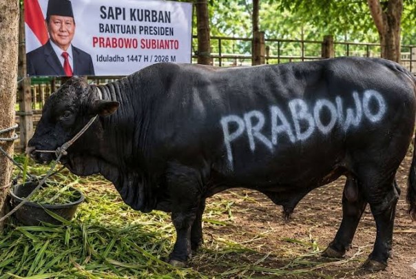 Sudahi Membesar-besarkan Kurban Sapi Prabowo