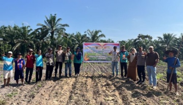 Dukung Swasembada Pangan Nasional, Polsek Ukui dan PT RAPP Tanam Jagung Hibrida 3 Hektare di Air Hitam