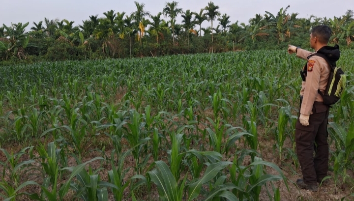 Polsek Rupat Tinjau Lahan Jagung Kelompok Tani