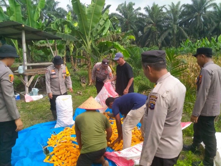 Dukung Swasembada Polsek Pinggir Panen 2 Ton Jagung