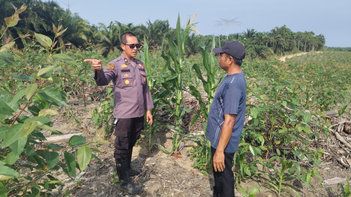 Upayakan Hasil Maksimal, Polres Siak Terus Pantau Perkembangan Lahan Jagung di Sei Mandau