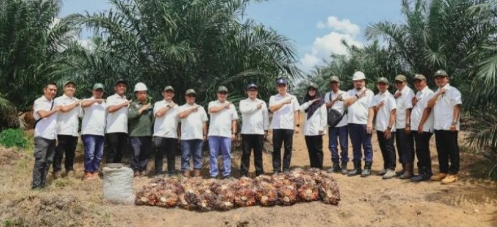 Tembus Usia 2,5 Tahun, Sawit Muda PTPN IV Regional III Catat Produksi di atas Standar Nasional