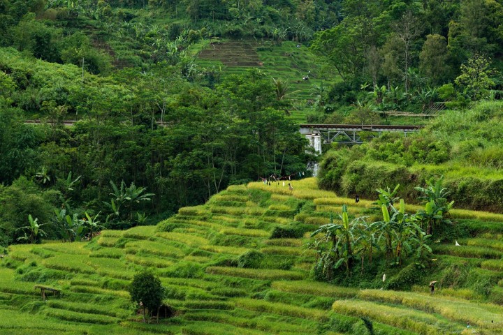 Sawah dan hutan. Sumber: pixabay.com