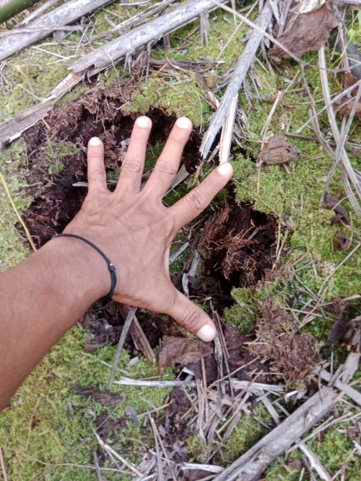 Warga Kampung Langkai Diimbau Waspada, Diduga Ada Jejak Harimau di Paritbaru Siak