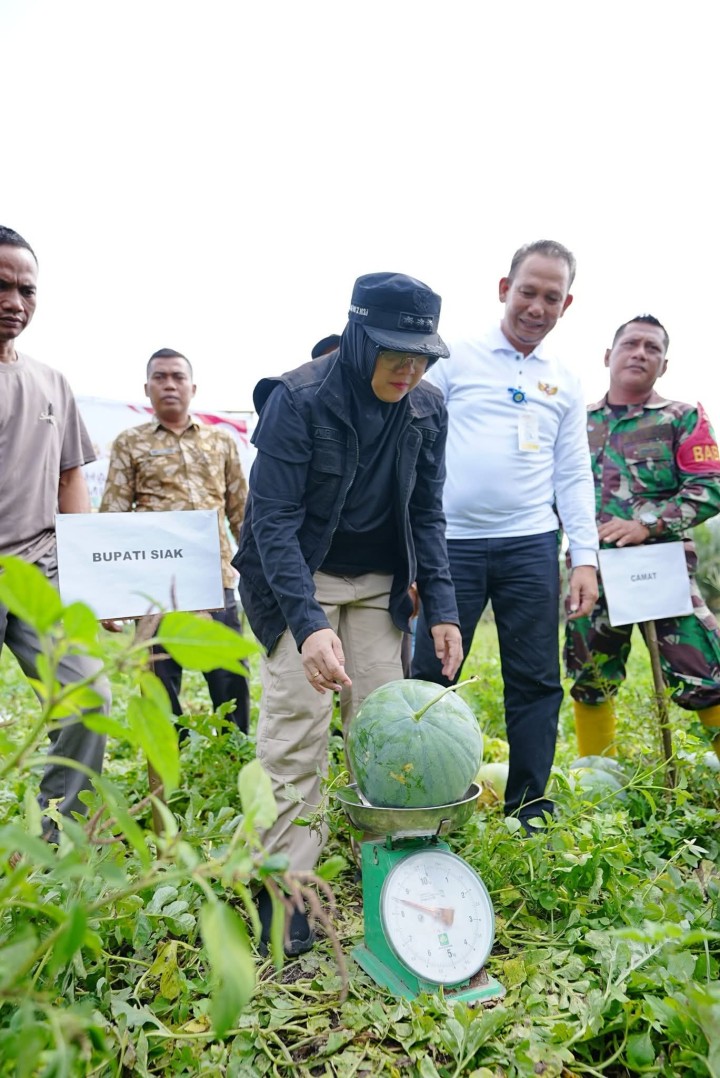Bupati Siak Afni Z Panen Raya Semangka, Dorong Ketahanan Pangan dan Ekonomi Kampung