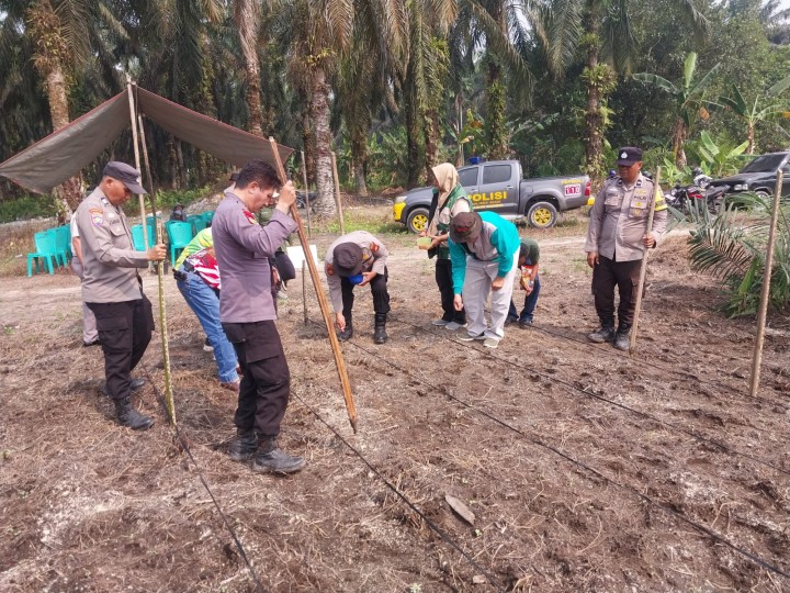 Polisi Turun ke Lahan, 4 Hektare Jagung Ditanam di Kandis untuk Perkuat Ketahanan Pangan