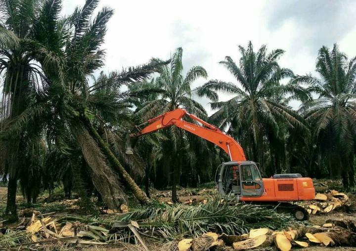 Permintaan Kebun Sawit Rakyat dalam Kawasan Hutan Tak Diratakan