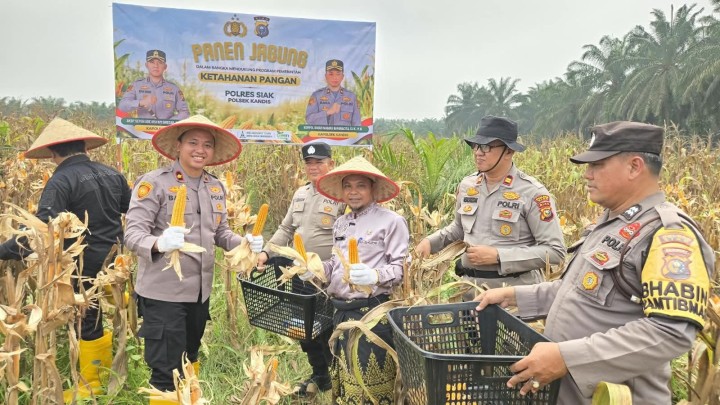 Polres Siak Perkuat Ketahanan Pangan, Polsek Kandis Panen Jagung Bersama Petani